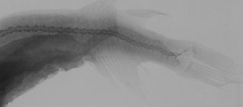 Media type: image;   Ichthyology 162902 Aspect: caudal,description